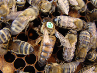 Značení včelí matky