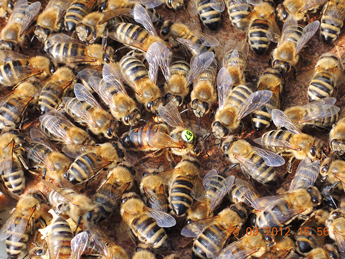 Naše včelstva jsou schopna prosperovat v náročných klimatických a přírodních podmínkách
