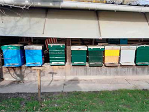 M�j v�el� p��b�h / Johan Verstraete / Belgie